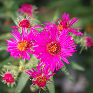 Aster